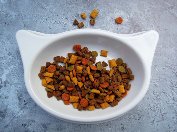 Is dry food bad for cats?