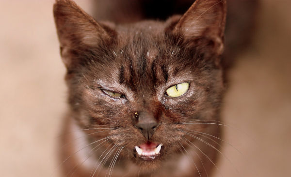 Which cat breed is the meanest?