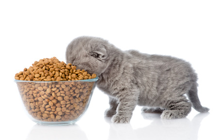 kitten eating dry cat food from a large bowl. Feline Follower