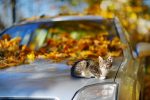 best way to move cats across country in a car - felinefollower.com