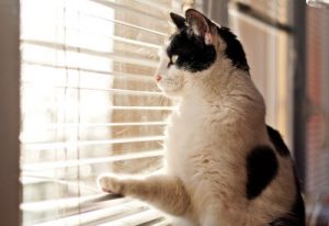 can an indoor cat become an outdoor cat