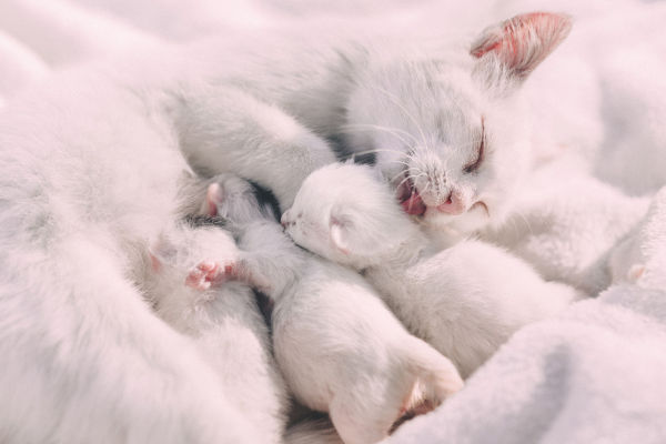 A white mother cat feeding her kittens.