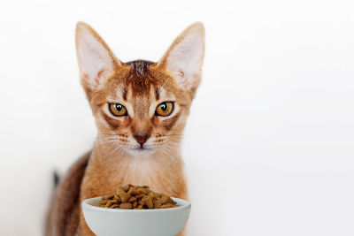 3 Best Outdoor Use Automatic Cat Feeders (Feral/Domestic) - Feline Follower