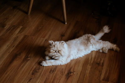 Cat On Hardwood Floors Why, Does Cat Vomit Stain Hardwood Floors
