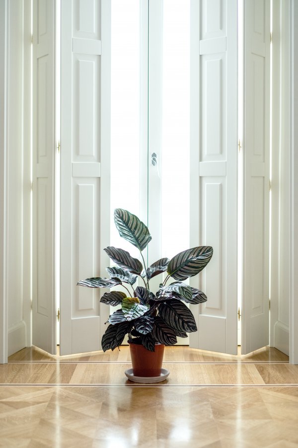 A pot plant in front of some white folding/accordion doors