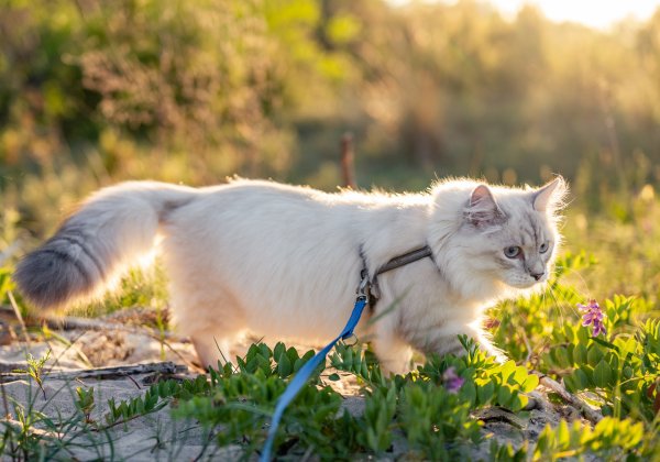 A cat in a harness and cat leash.