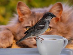 A cat looking at a bird on a tea cup.
