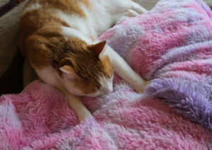 A cat kneading a blanket.