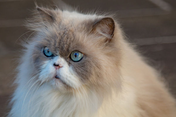 How Do You Clean Poop Out Of a Long Hair Cat's Fur?