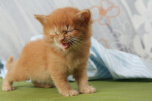 A ginger kitten meowing.