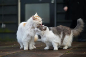 Cat licking kitten aggressively.