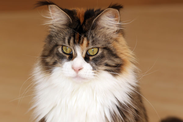 When will my Maine Coon get fluffy?