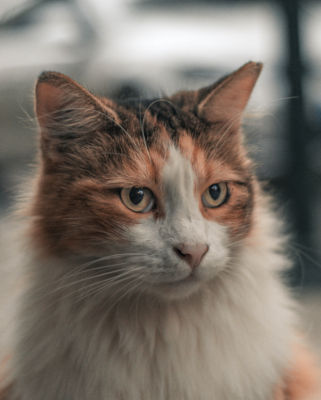 Can Calico Cats Be Long Haired? (5 Surefire Breeds) - Feline Follower