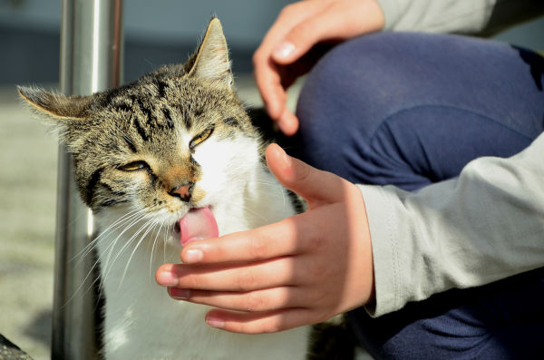 A cat licking its owner's hand.