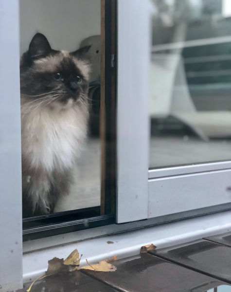 Why is my cat afraid to go outside?