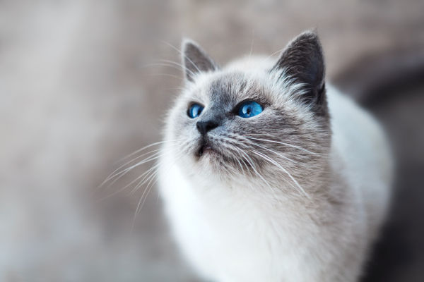 A white and gray cat staring.