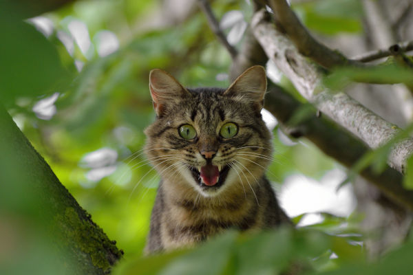An aggressive/crazy-looking cat in a tree looking down.
