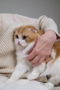 A person holding a white and orange cat in it's arms.