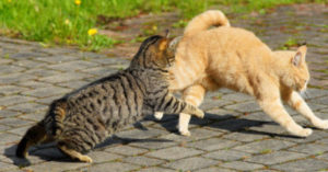 A striped cat play fighting with a ginger cat.