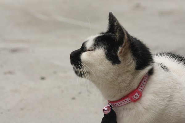 Cat wearing a collar.