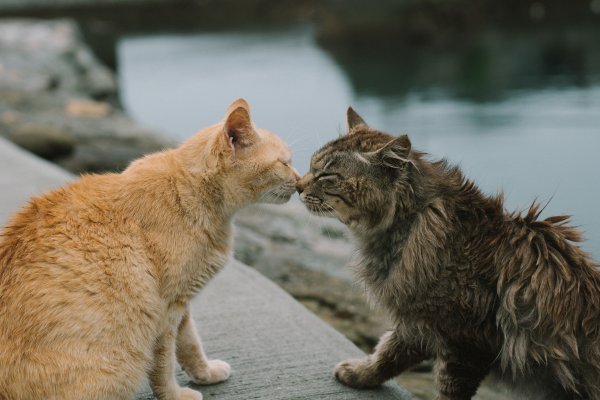 Two cats touching their noses.