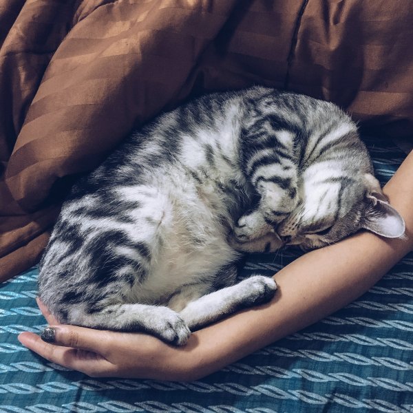 A cat laying next to its owner.