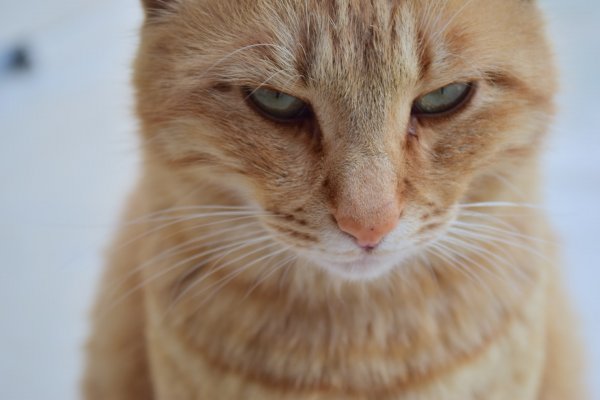 An orange cat with an angry look.