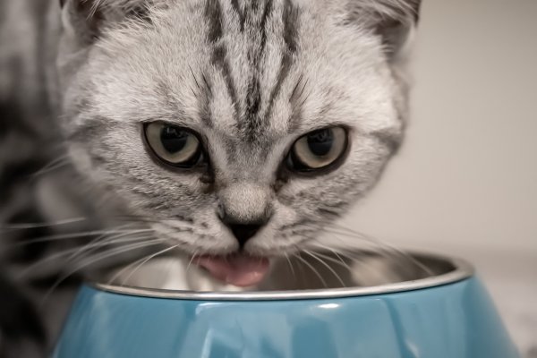A cat feeding from a food bowl.