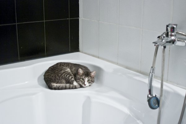 A cat lying in the bathroom shower. 