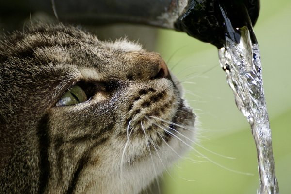A cat staring at running water.