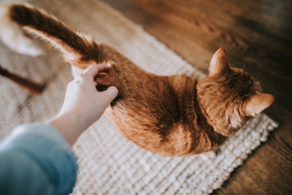 A person touching an orange cat.