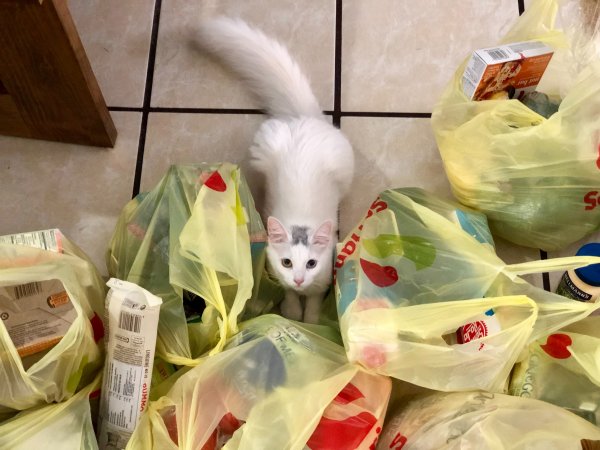 Cat surrounded by groceries in plastic bags.