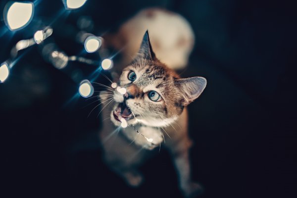 A cat playing with string lights.