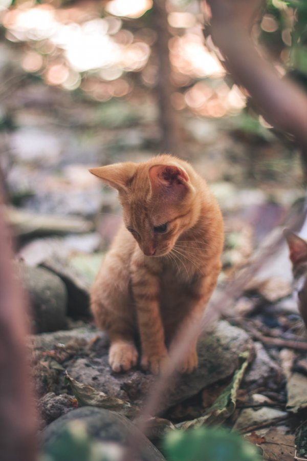 An orange cat outdoors.