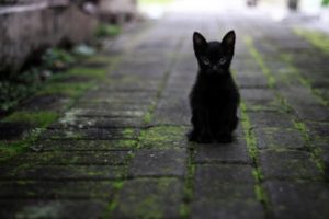 A black cat staring while outside on the pavement.