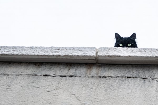 A black cat staring from behind a wall.