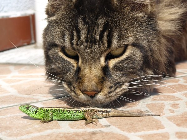 A cat closely staring at a green and brown lizard on the floor.