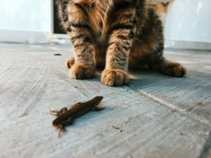 A brown and black cat seated on the floor and a lizard.