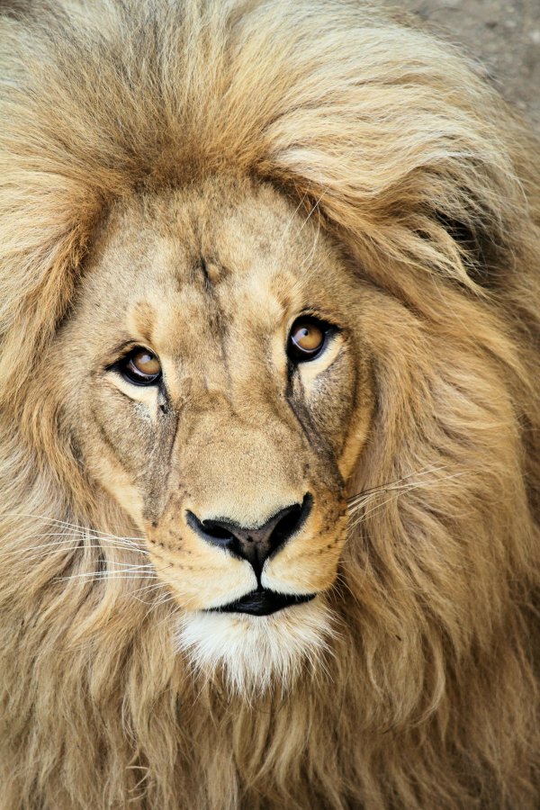 A lions face close up.