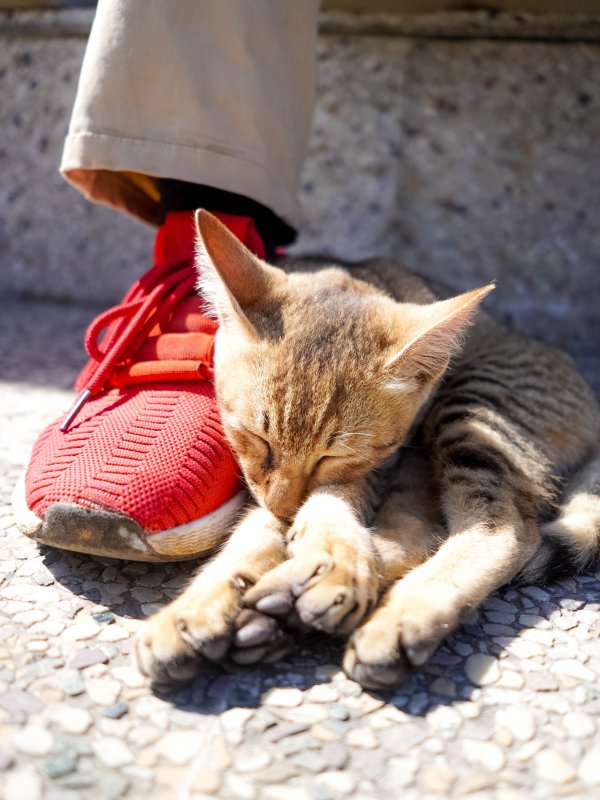 A brown cat sleeping next to a person's foot.
