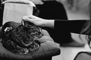 A cat seated on a cushion with a person touching its head.