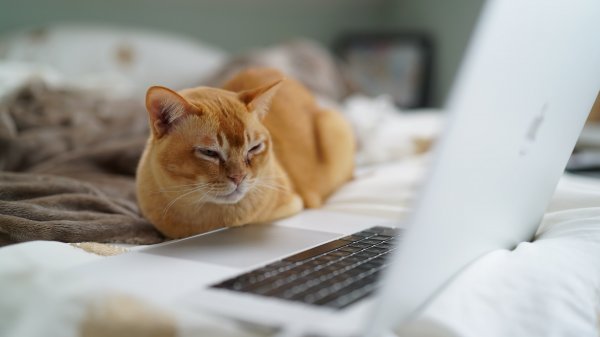 An orange cat lying next to a laptop computer.