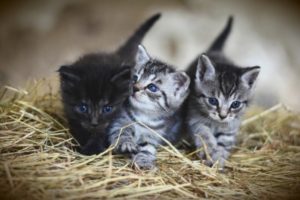 Three little kittens on top of hay.