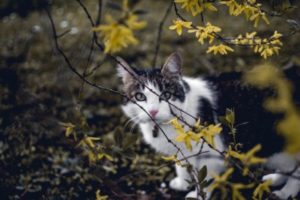 A black and white cat outdoors in the bushes.