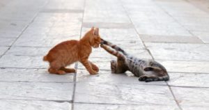 Gray tabby cat playing on the floor with orange tabby cat.