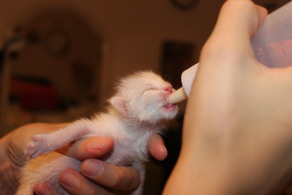 A white kitten being fed milk by a person.