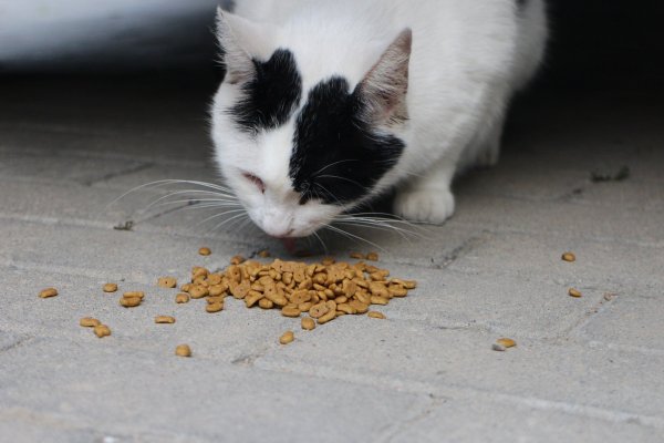 A white and black cat eating kibble from the floor.