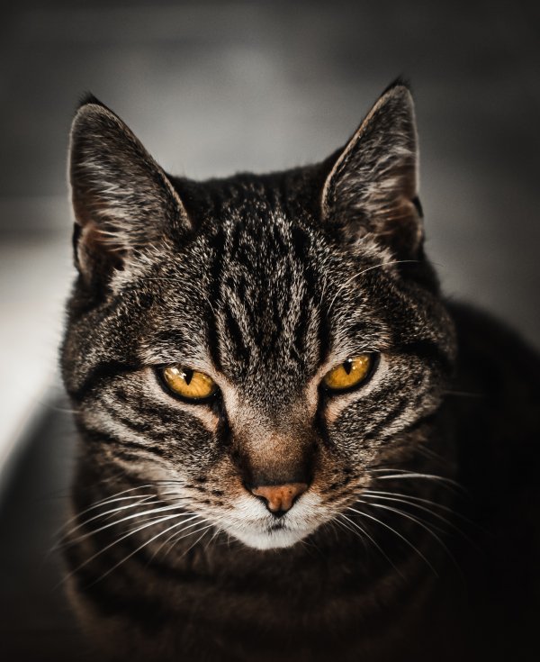 A brown and grey cat staring angrily.