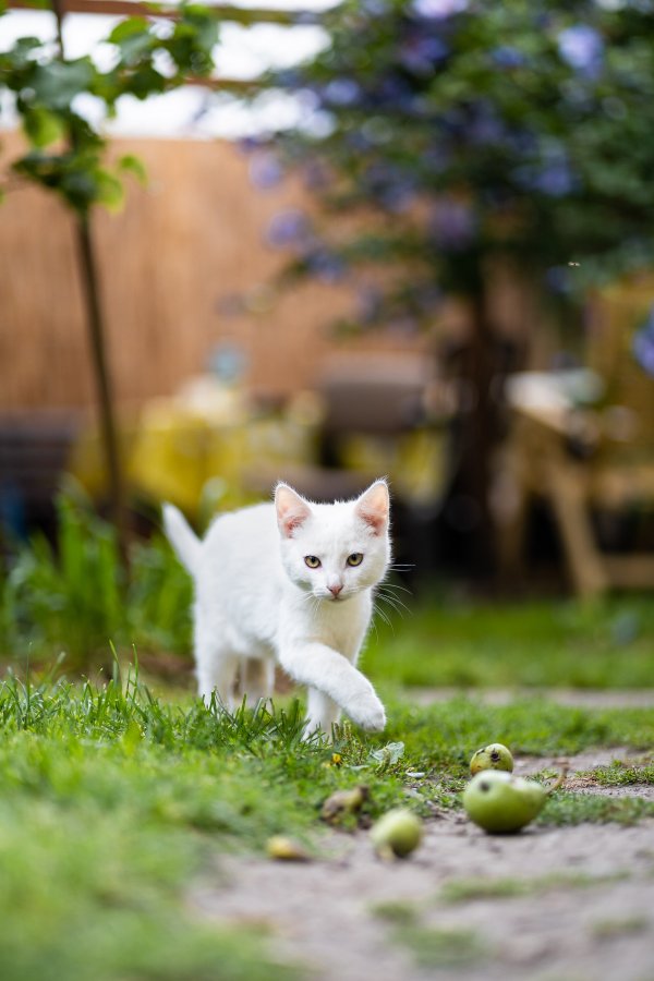 White cat walking on a yard.