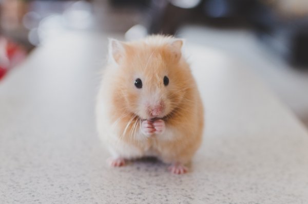 A brown hamster staring.